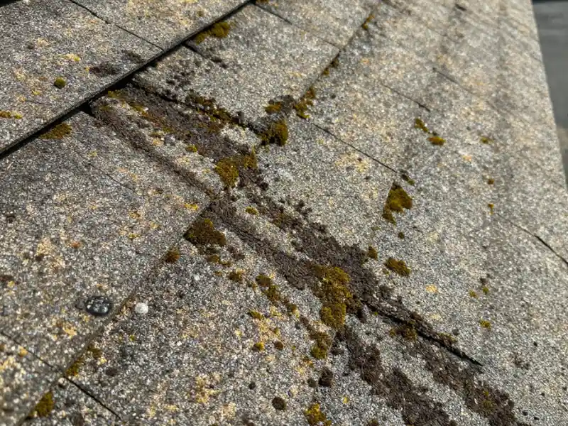Roof Cleaning Virginia Beach: Protect Your Roof in a Coastal Climate 1 The Impact of Algae, Mold, and Mildew on Local Roofs